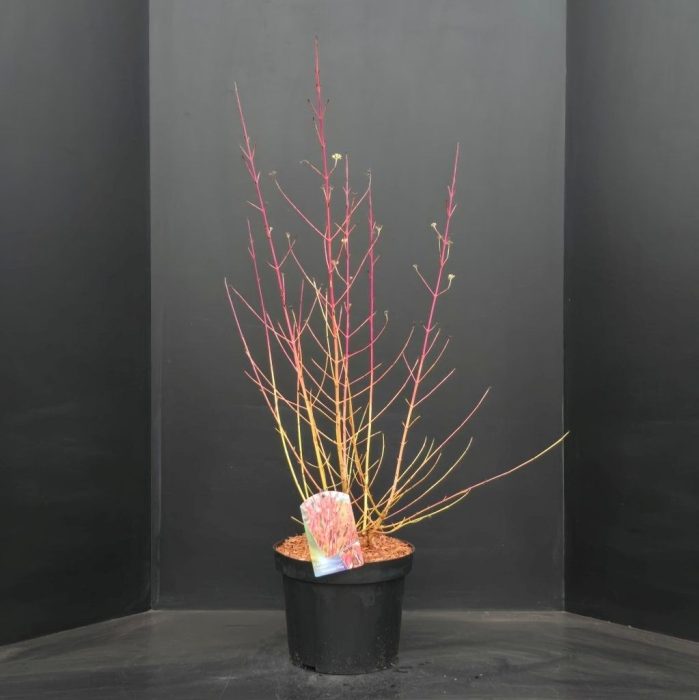 Cornus sanguinea Midwinter Fire, D 29