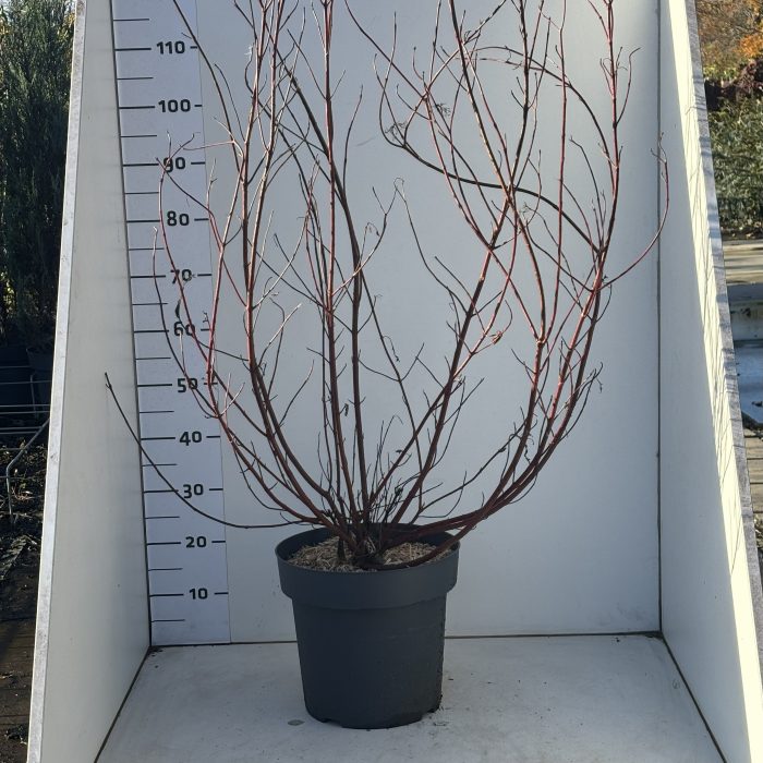 CornusalbaMiracle, D 31