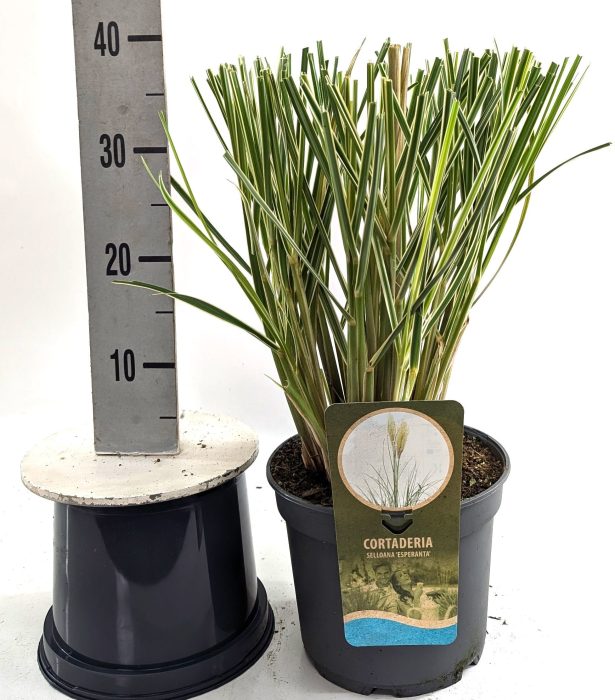 Cortaderia sel. 'Esperanta'®, D 23