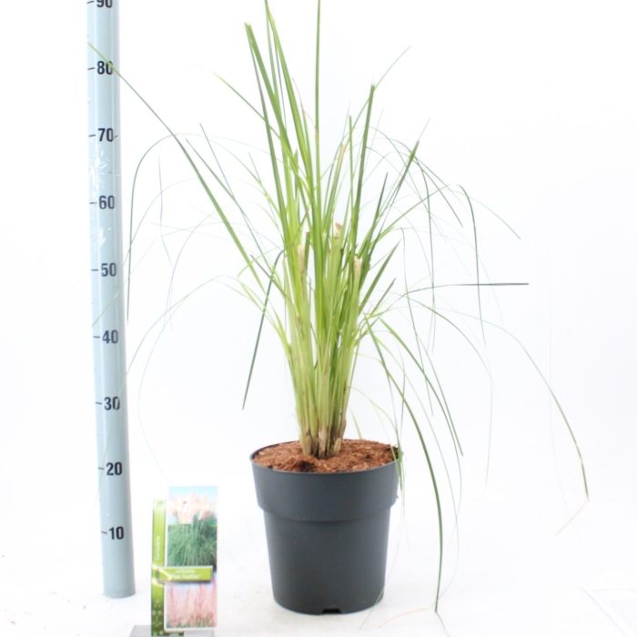 Cortaderia selloana 'Pink Feather', D 23