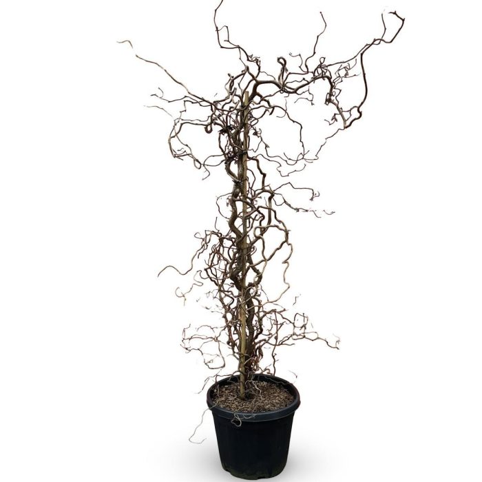 Corylus 'Red Majestic', D 21