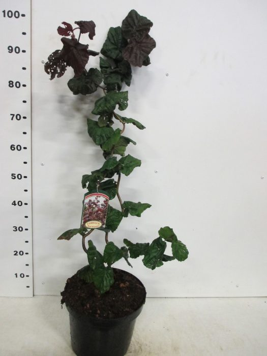 Corylus a. Red Majestic 60-80 cm P28, D 28