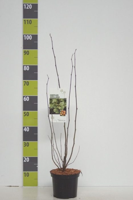 Corylus avellana C 3, D 19