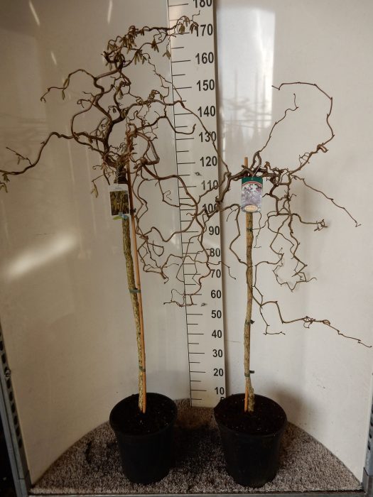 Corylus in cultivars 80 stam 30-40 kroon P28, D 28
