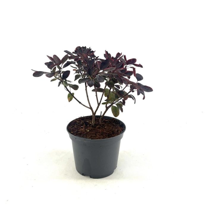 Cotinus cog. 'Royal Purple', D 17