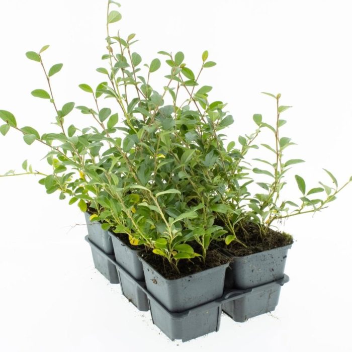 Cotoneaster dammeri, D 9
