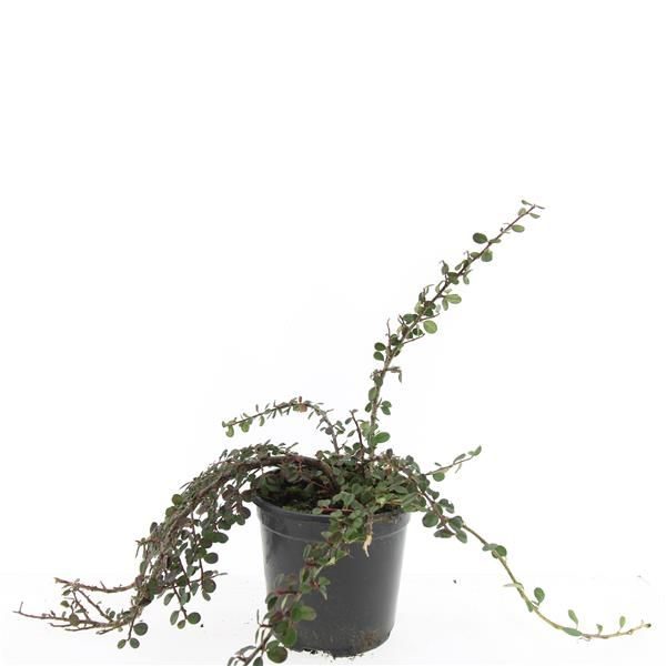Cotoneaster pr. 'Queen of Carpets', D 14