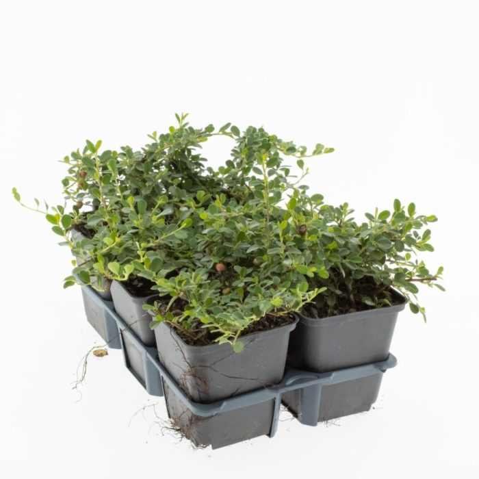 Cotoneaster pr. 'Streib's Findling', D 9