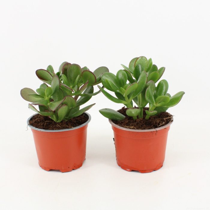 Crassula Ovata, D 12