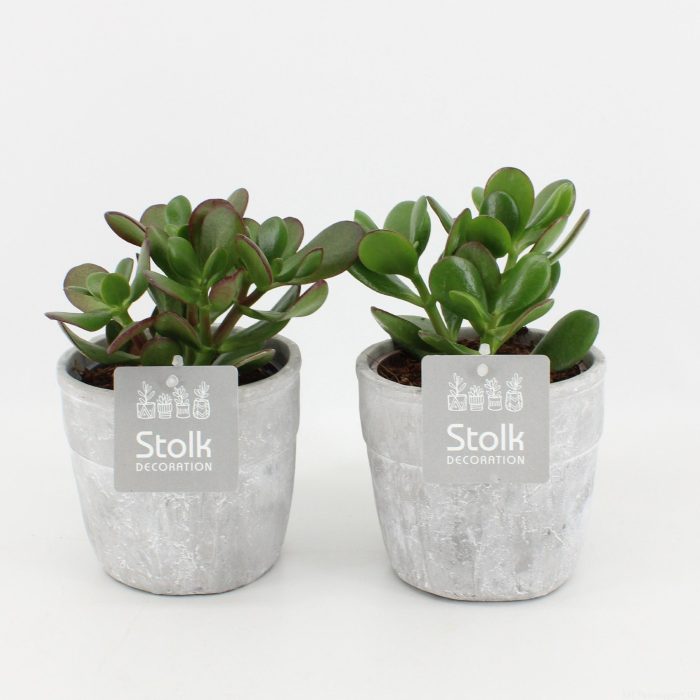 Crassula Ovata in Stone Look pot, D 13