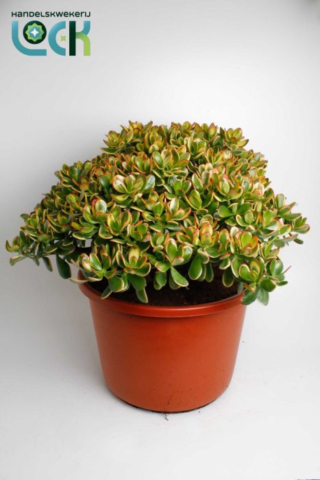Crassula Sunset, D 44