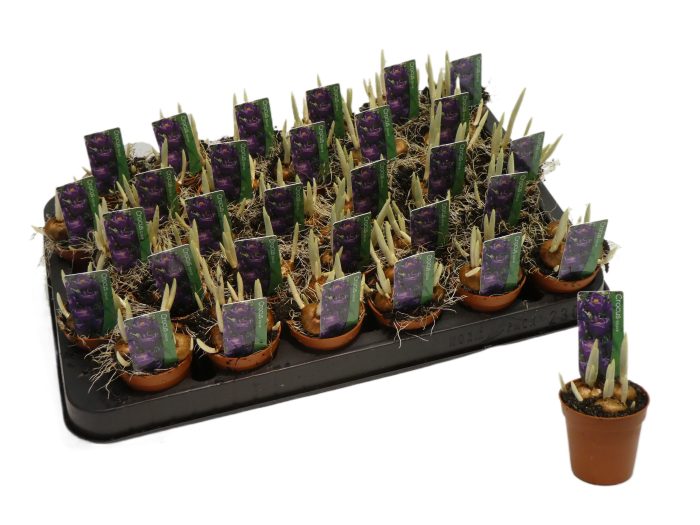 Crocus blauw, D 5