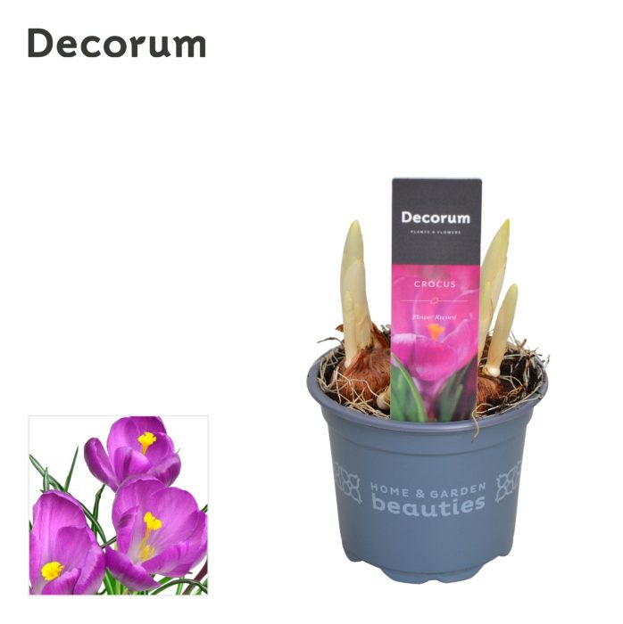 Crocus Flower Record, D 9