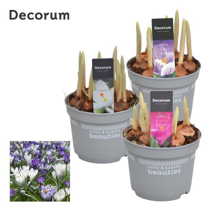 Crocus Gemengd, D 12