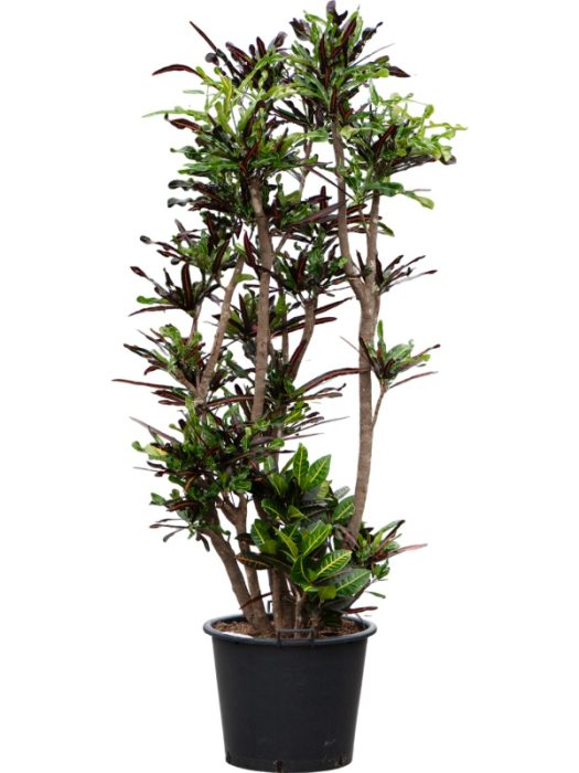 Croton (Codiaeum) variegatum 'Mammi', D 50
