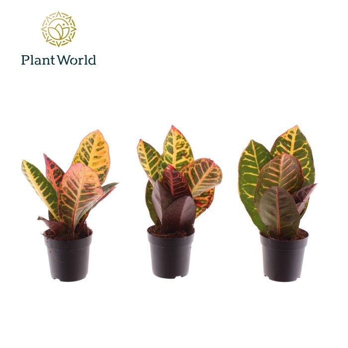 Croton Petra kopstek 7 cm, D 7
