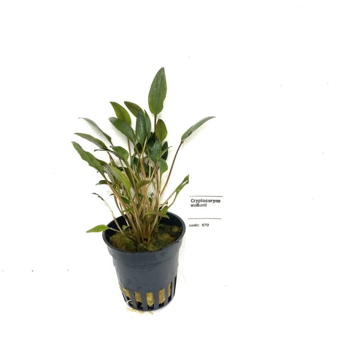 Cryptocoryne walkerii, D 5