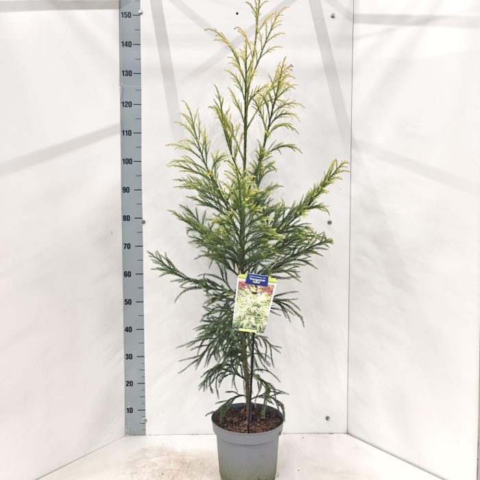 Cryptomeria j. ‘Hongarian Gold’, D 23