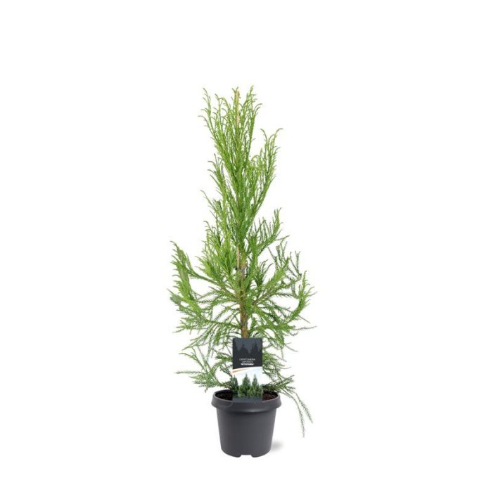 Cryptomeria japonica 'Kitayama', D 23