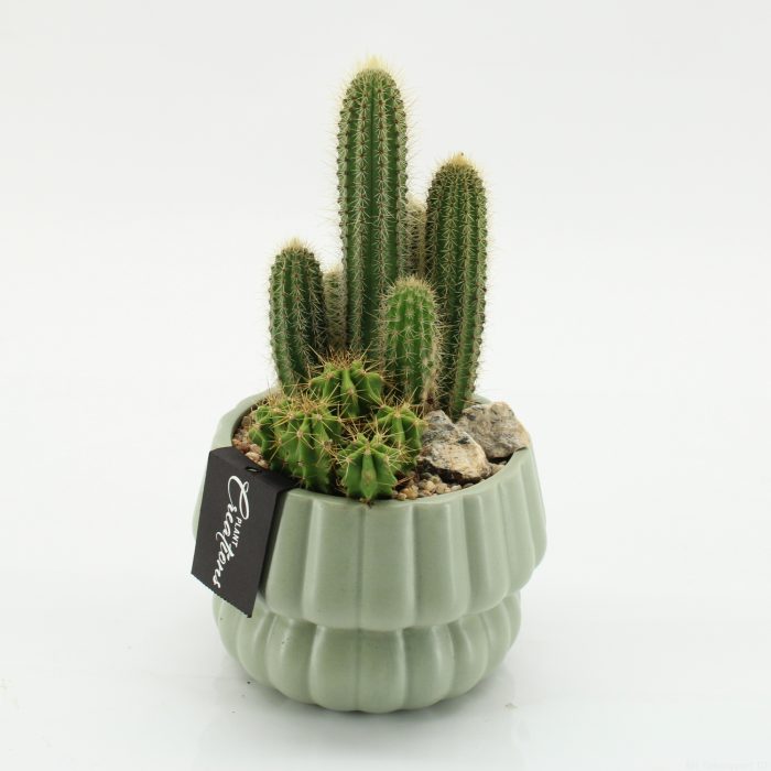 CTCR-2620 Cactus Essentials, D 14