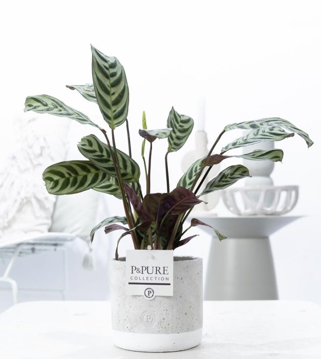 Ctenanthe Burle Marxii in P&PURE Jade ceramics, D 12