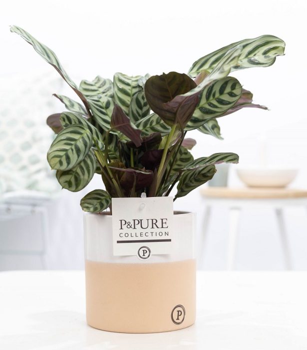Ctenanthe Burle Marxii in P&PURE Rosy ceramics, D 12