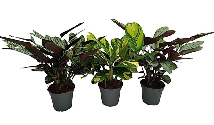 Ctenanthe mix, D 17