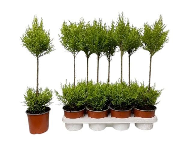 Cupressus Goldcrest Wilma - duobol, D 14