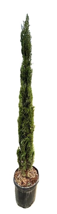 Cupressus sempervirens, D 40