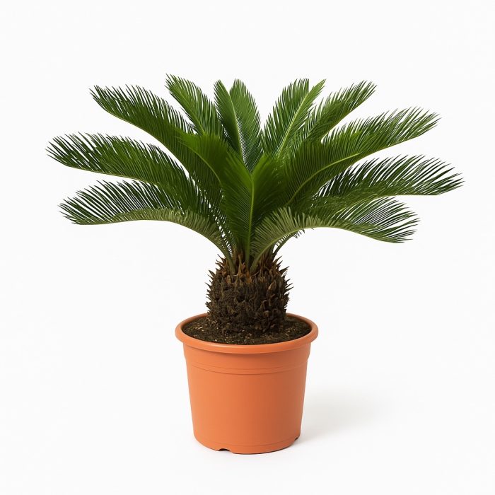 Cycas Revoluta - 70cm, D 24
