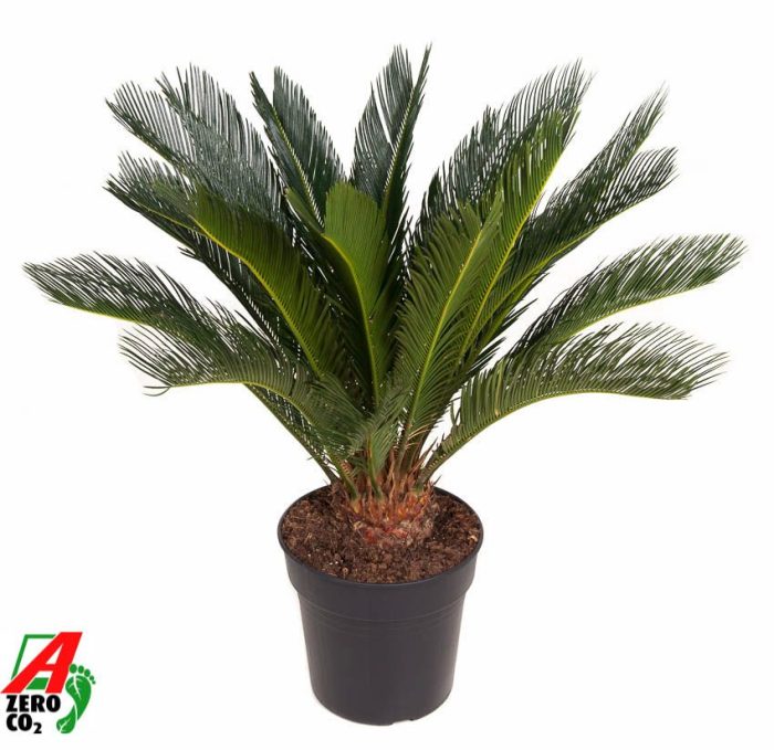 Cycas Revoluta P27, D 27