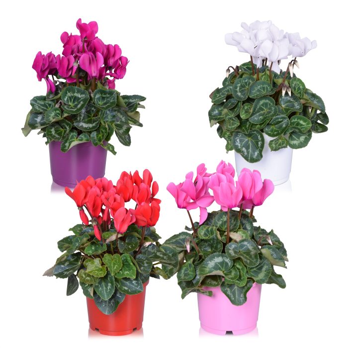 Cyclamen Allure Gemengd (diameter 20 cm), D 12