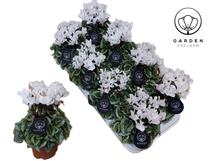 Cyclamen GARDEN DONATELLO WIT, D 10,5