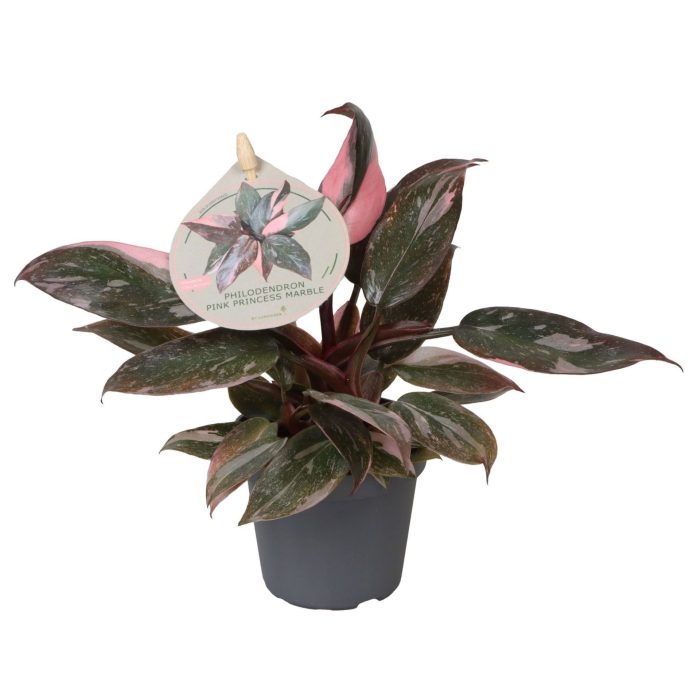 Philodendron Pink Princess Marble W. Label 6 cm, D 6
