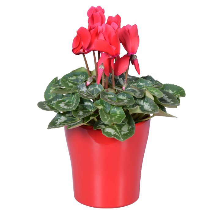 Cyclamen in rood "Bombé" keramiek, D 14