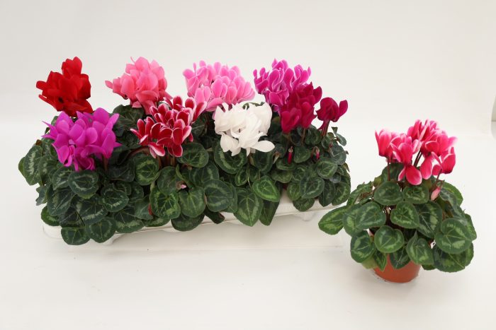 Cyclamen Macro Mix, D 10,5