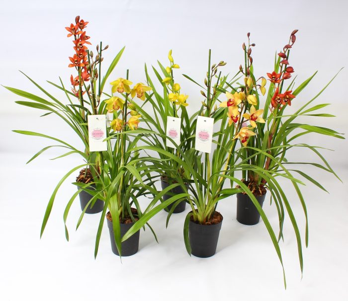 Cymbidium kleuren mix 2 tak, D 14