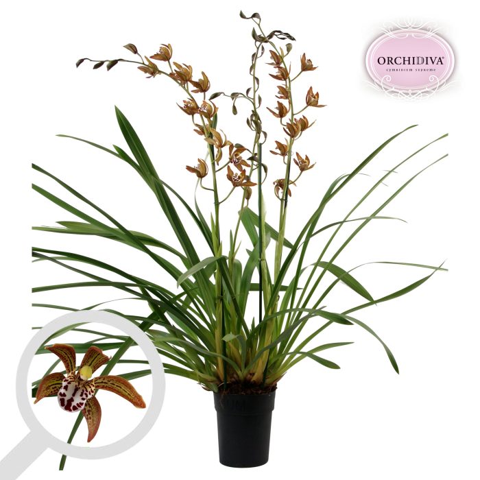 Cymbidium Magic Chocolate 3 tak, D 14