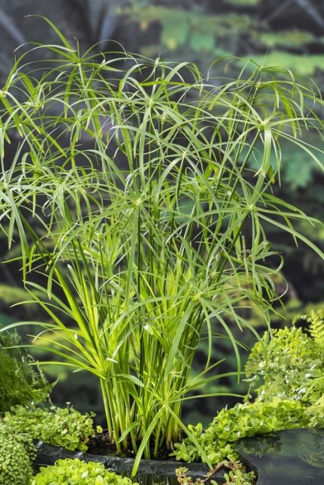 Cyperus alternifolius (18x18), D 18