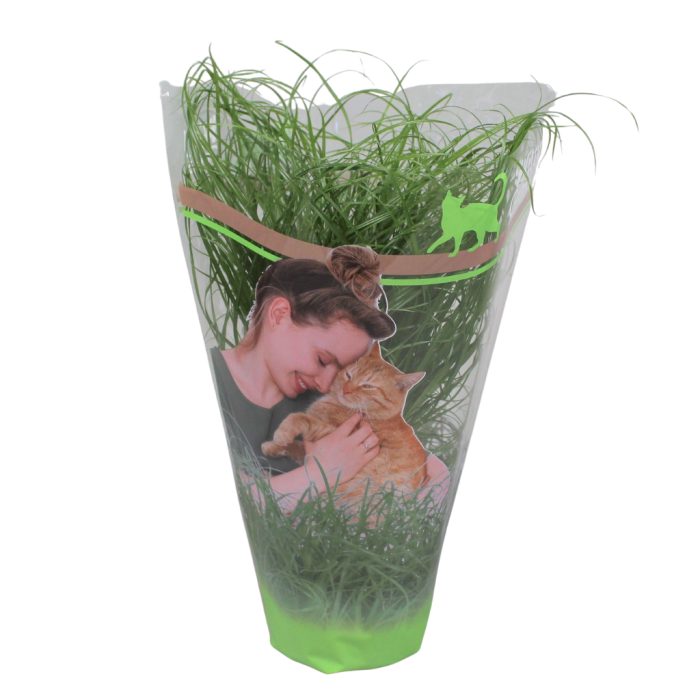 Cyperus alternifolius Zumula bedrukte hoes, D 12