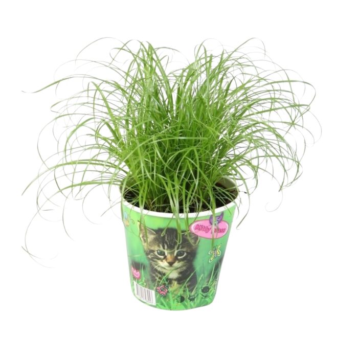 Cyperus alternifolius Zumula in kattenbeker, D 12