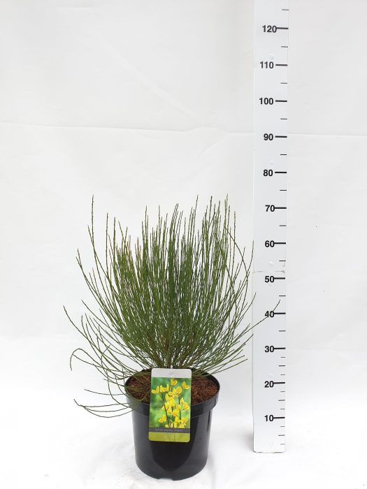 Cytisus Praecox Grp 'Allgold', D 26