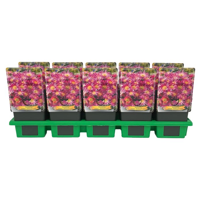 Delosperma cooperi Delmara 'Pink' P11, D 11