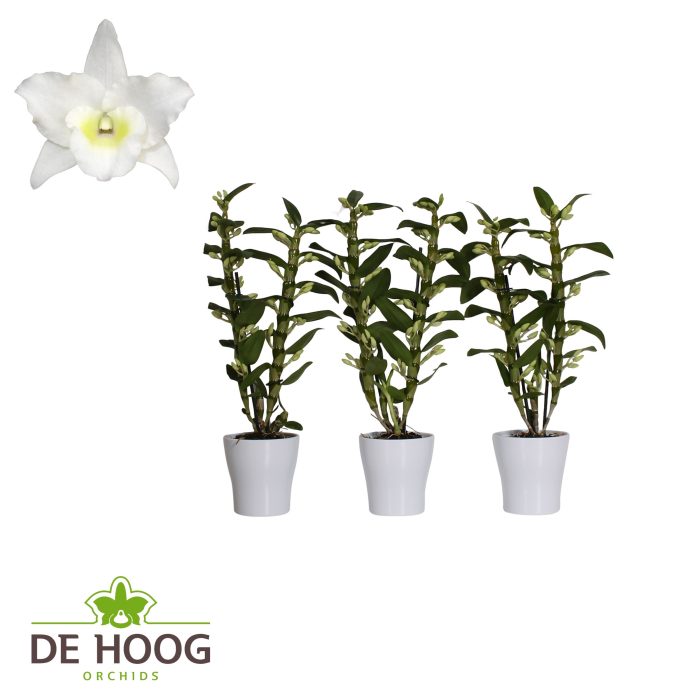 Dendrobium Nobile Apollon 2 stam 18+ tros in Anna Keramiek, D 12