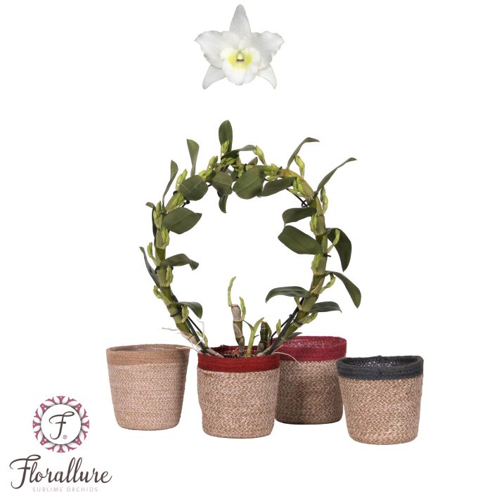 Dendrobium Nobile Apollon diameter 30cm met TGW, D 12