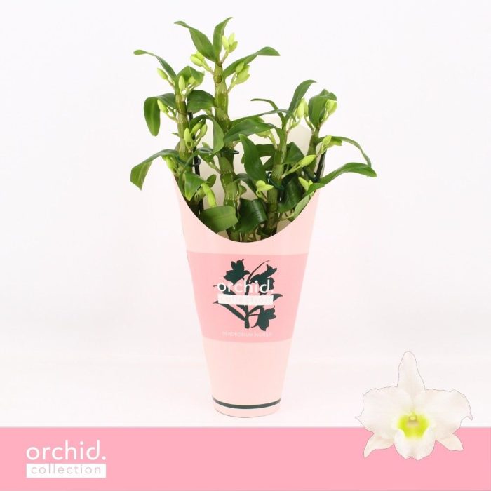 Dendrobium Nobilé, Apollon 4-spike Compact 'Orchid Collection' Potcover, D 12