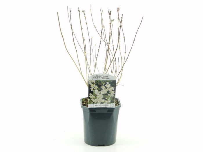 Deutzia gracilis, D 17