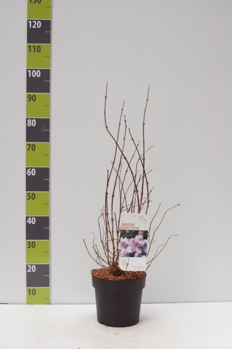 Deutzia hybrida 'Mont Rose' C 4,6, D 23