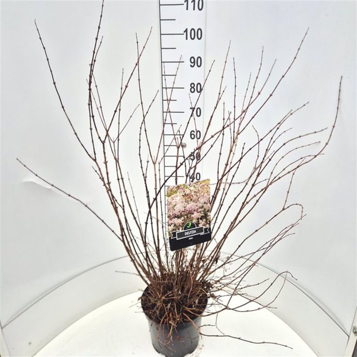 Deutzia rosea, D 28