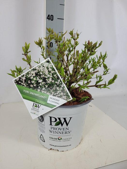 Deutzia rosea Yuki Snowflake S C3 30-40, D 19